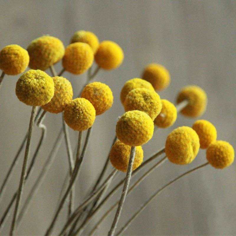 Golden Ball Dried Flowers